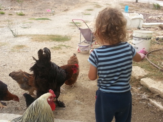 Israel+chickens3